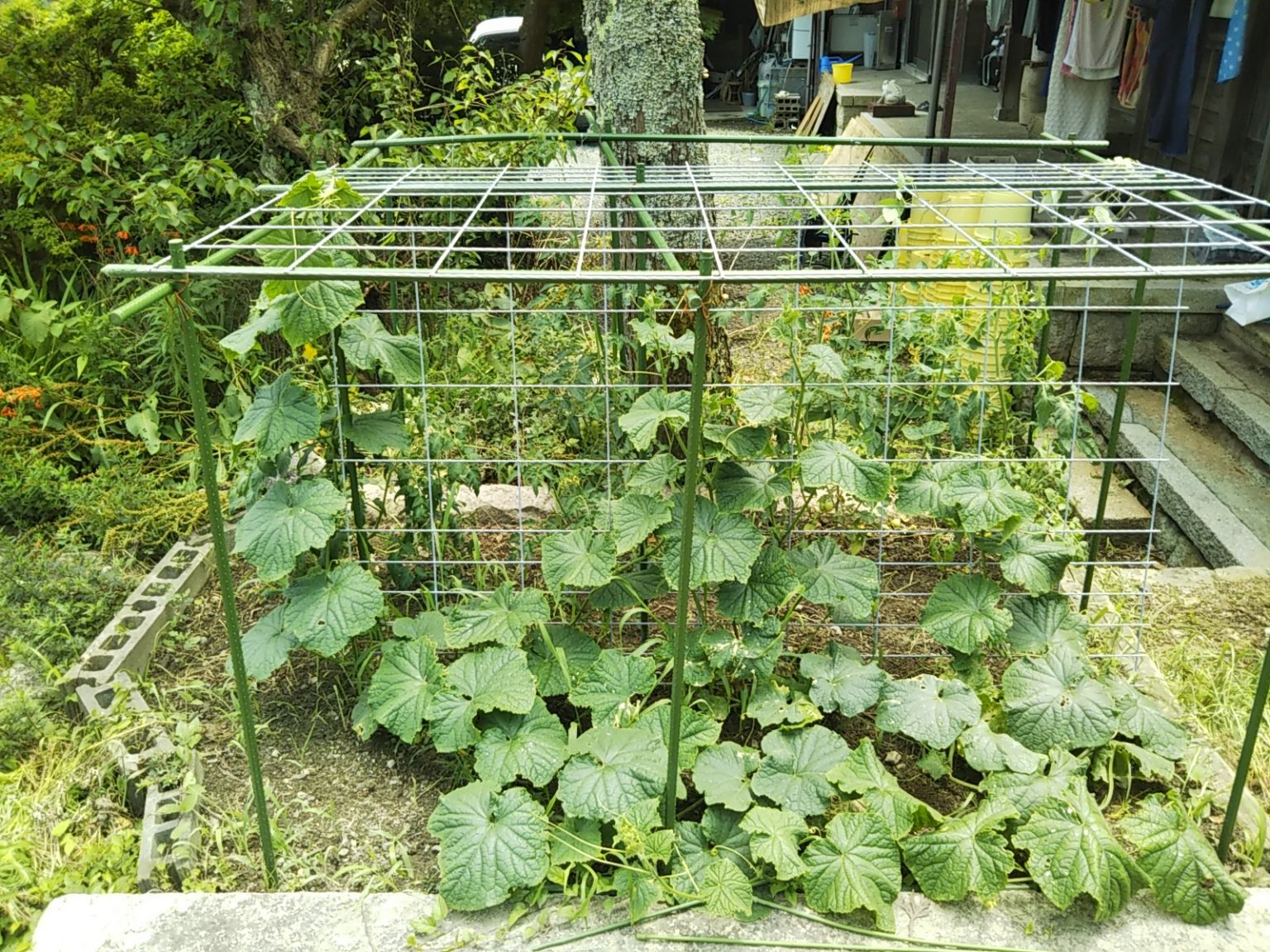 花壇菜園様子 hinomarunougyou 小林果樹園